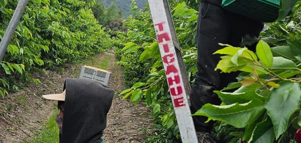 Escalera Trípode para Cosecha